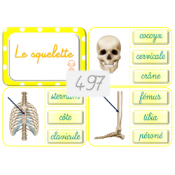 497 - Le squelette